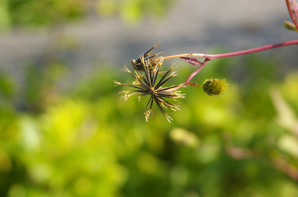 季節外れの花火