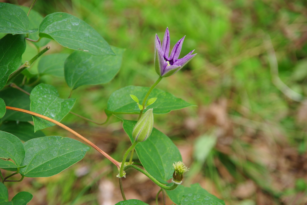 クレマチス（藤娘）