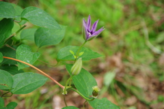 クレマチス（藤娘）