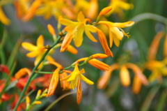 大高緑地公園にて