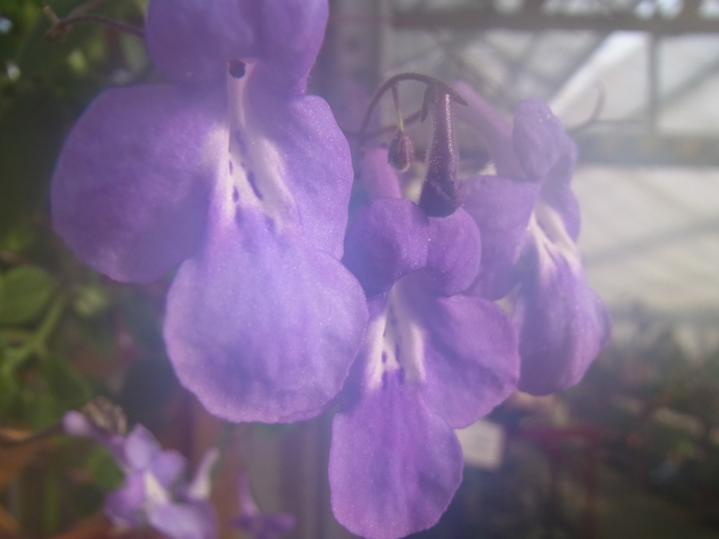 ストレプトカルペラ（イワタバコ科）