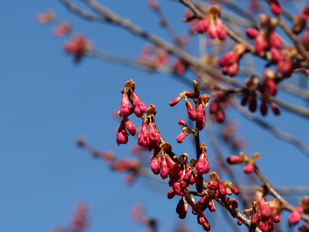 寒緋桜