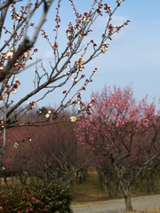 大高緑地公園にて
