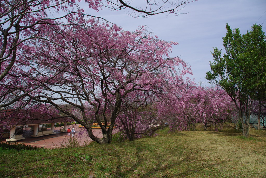 枝垂れ桜