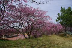 枝垂れ桜
