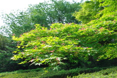 大高緑地公園にて　５月１３日 038