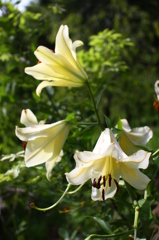 名古屋市農業センターにて　