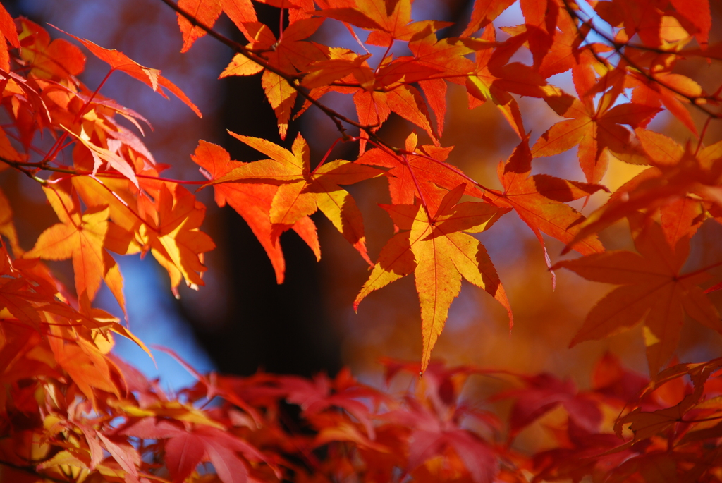 紅葉に包まれて