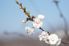 冬桜