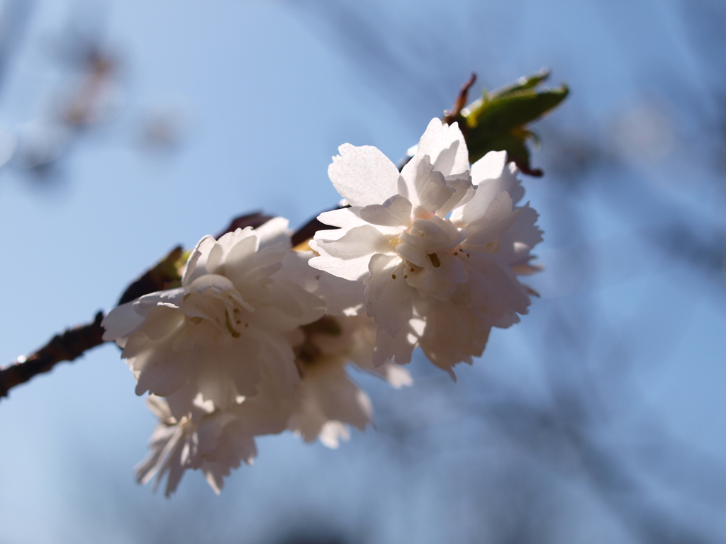 冬桜