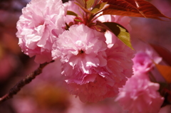 八重桜