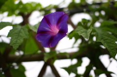 朝顔