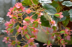 木立性ベゴニア　　線香花火