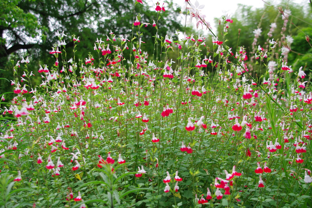 チェリーセージ（ホット・リップス）