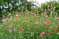 チェリーセージ（ホット・リップス）