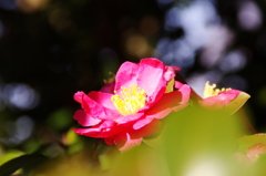 山茶花