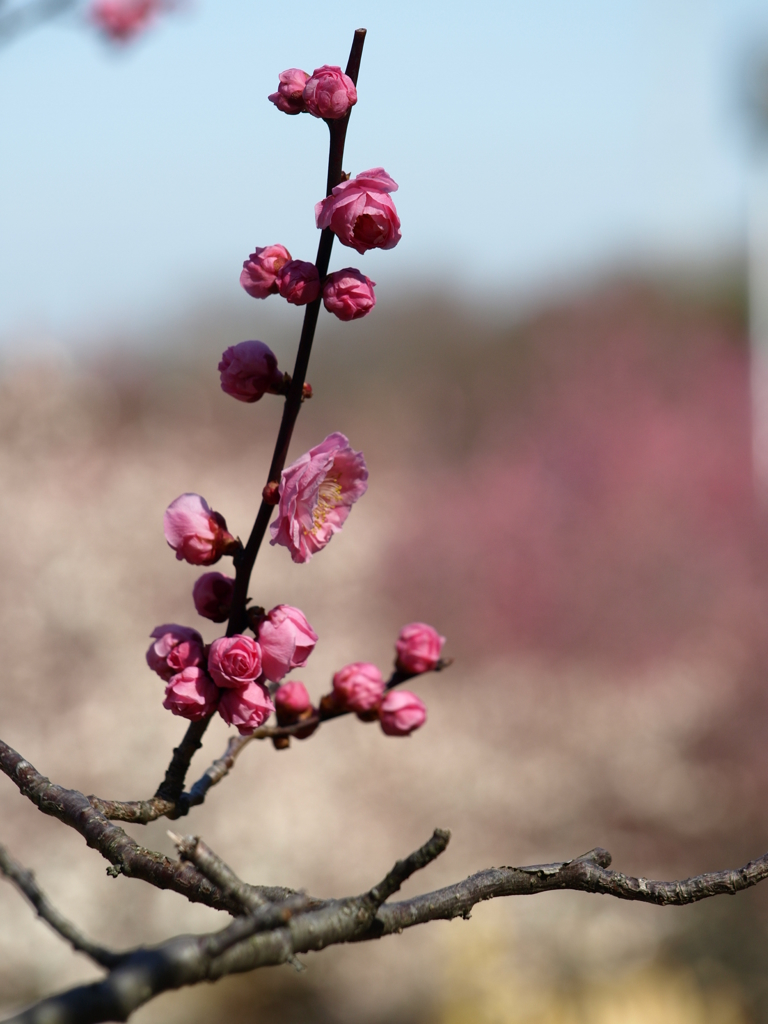 大高緑地公園にて　