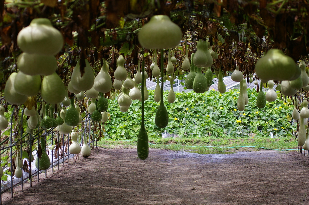 瓢箪のトンネル