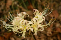 大高緑地公園にて　