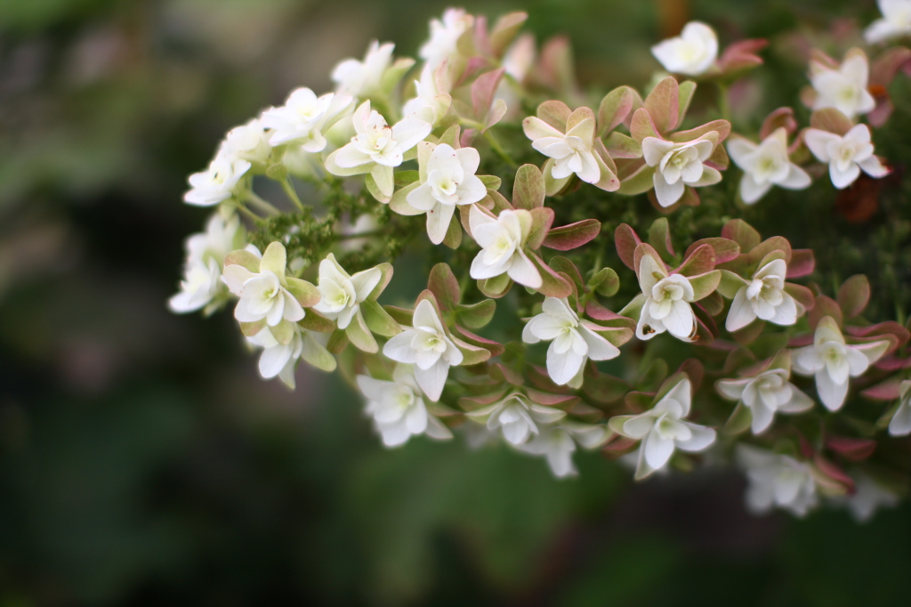 カシワバアジサイ