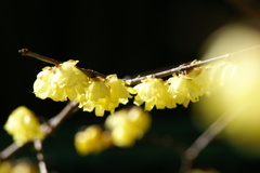 名古屋市農業センターにて