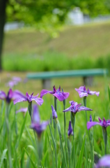 咲き始めました^^