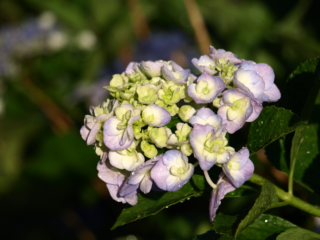 紫陽花