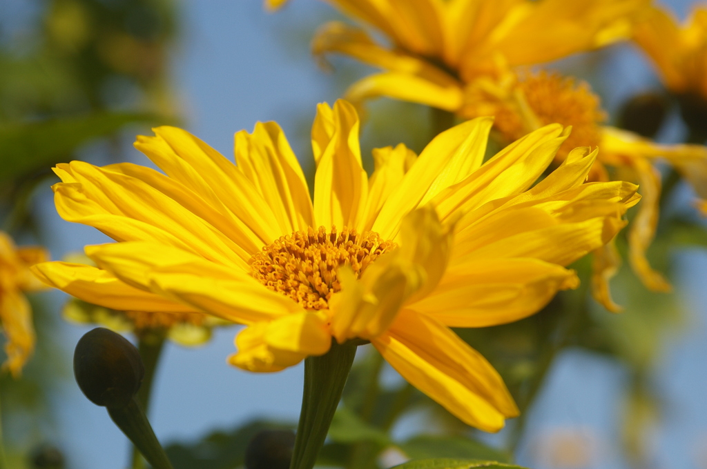 チトニアガリバー