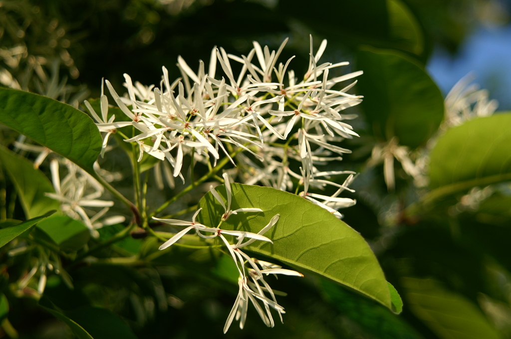 なんじゃもんじゃ