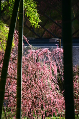 孟宗竹としだれ梅