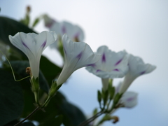 名古屋市農業センターにて　