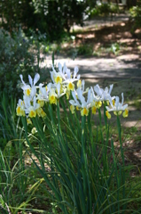 ダッチアイリス