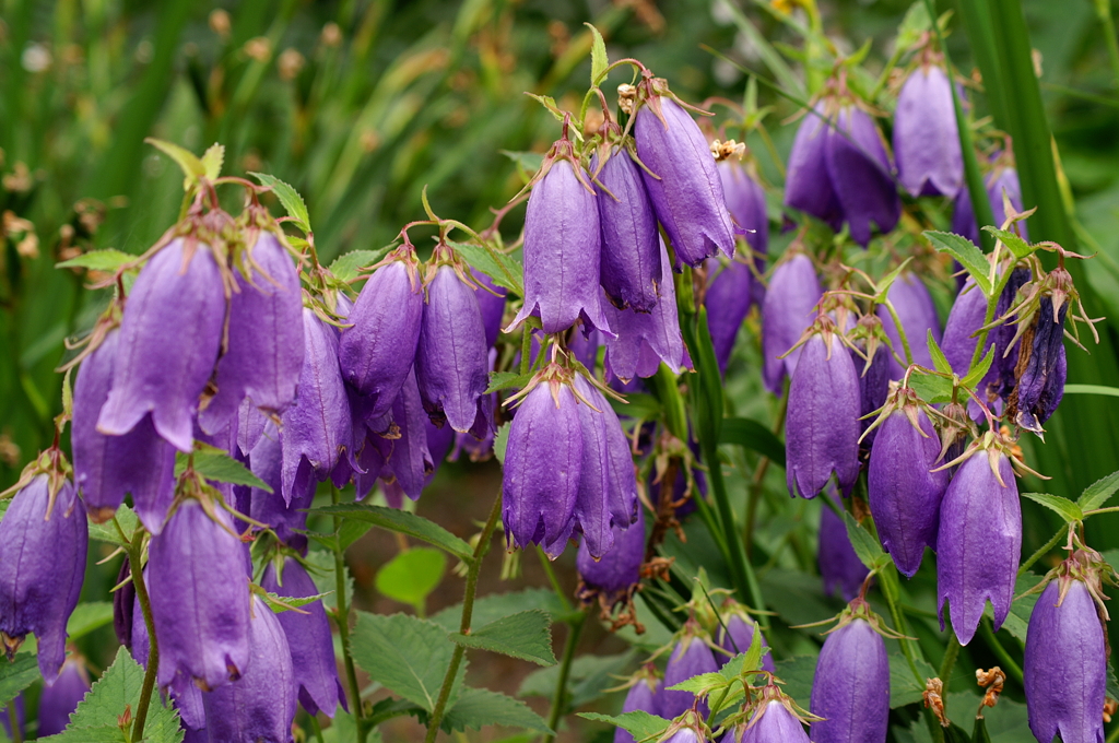カンパニュラ・サラストロ