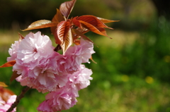 八重桜
