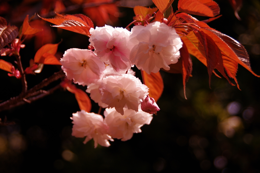 八重桜