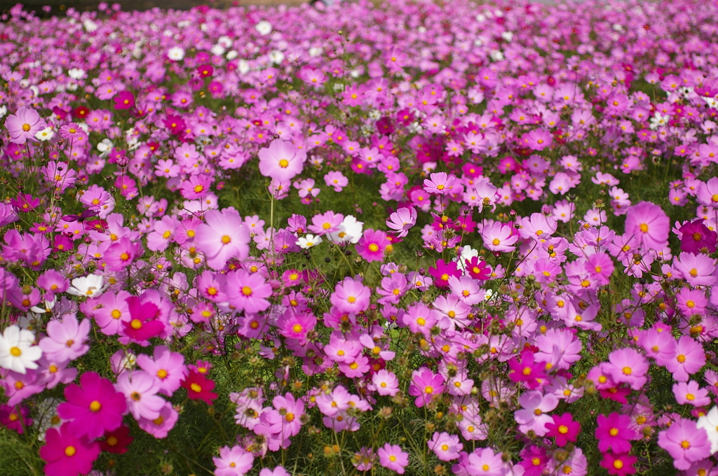 コスモスがいっぱい＾＾