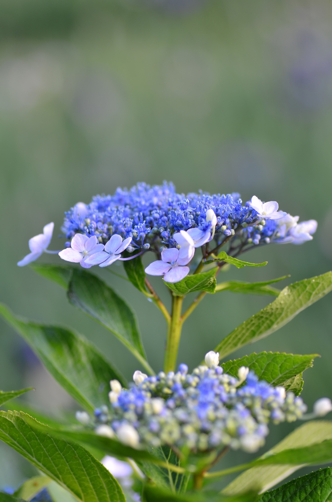 額紫陽花