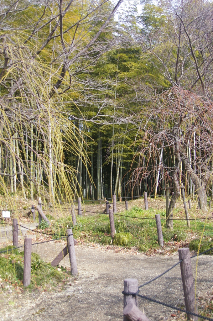 春を待つしだれ梅