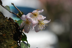 支那実桜