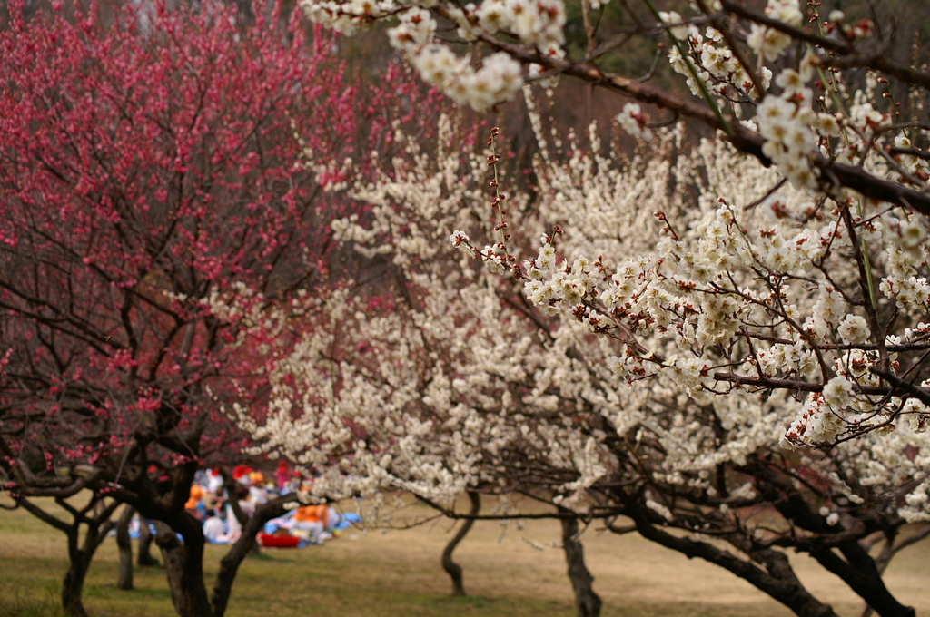 大高緑地公園にて　