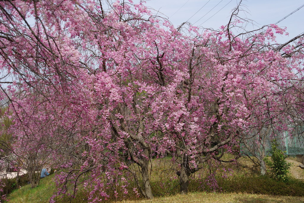 枝垂れ桜