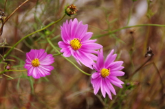 風に揺られて^^