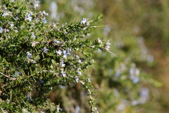 名古屋市農業センターにて