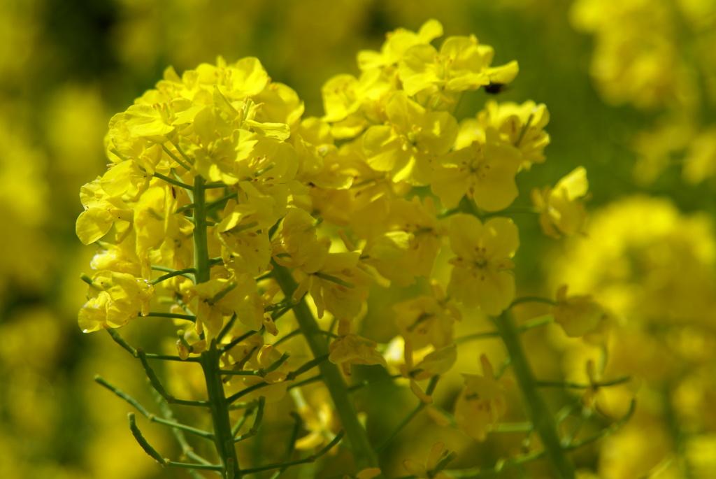 菜の花
