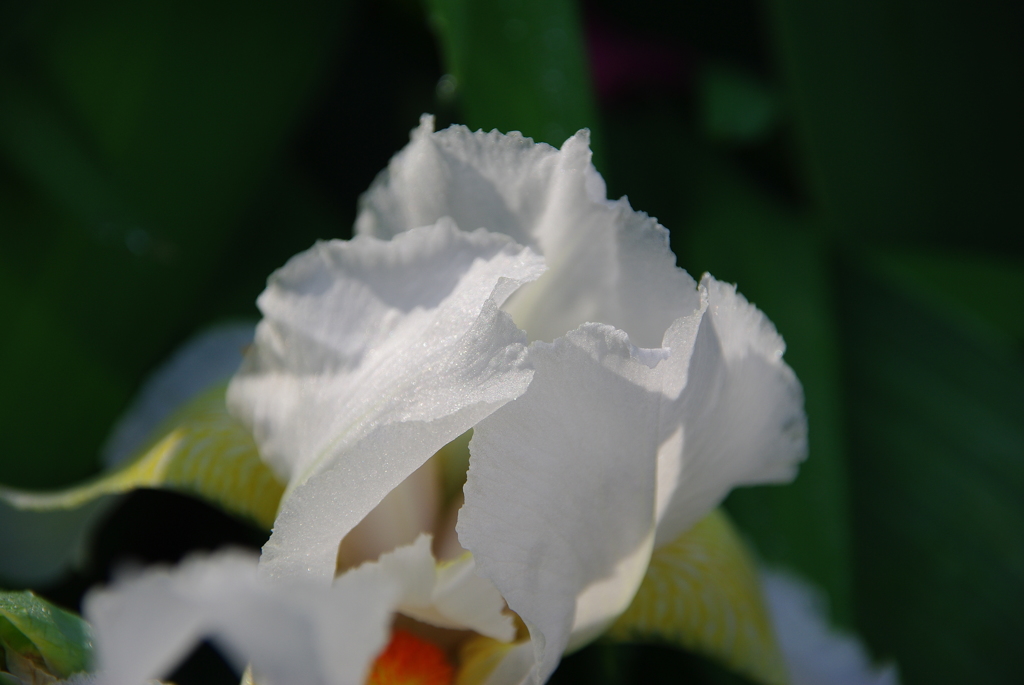 ジャーマンアイリス