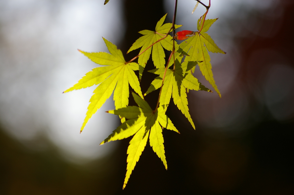 スポットライトを受けて^^