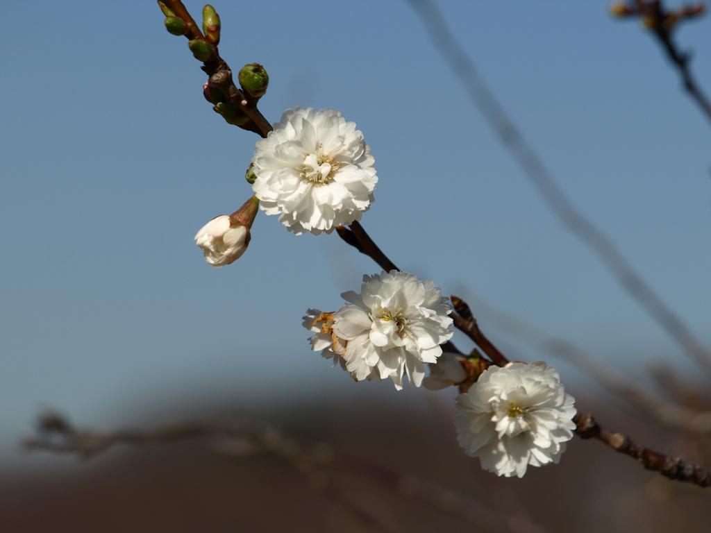 冬桜