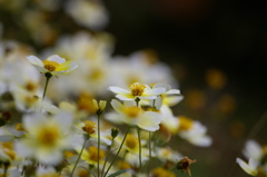 ウィンターコスモス