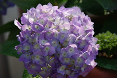 紫陽花