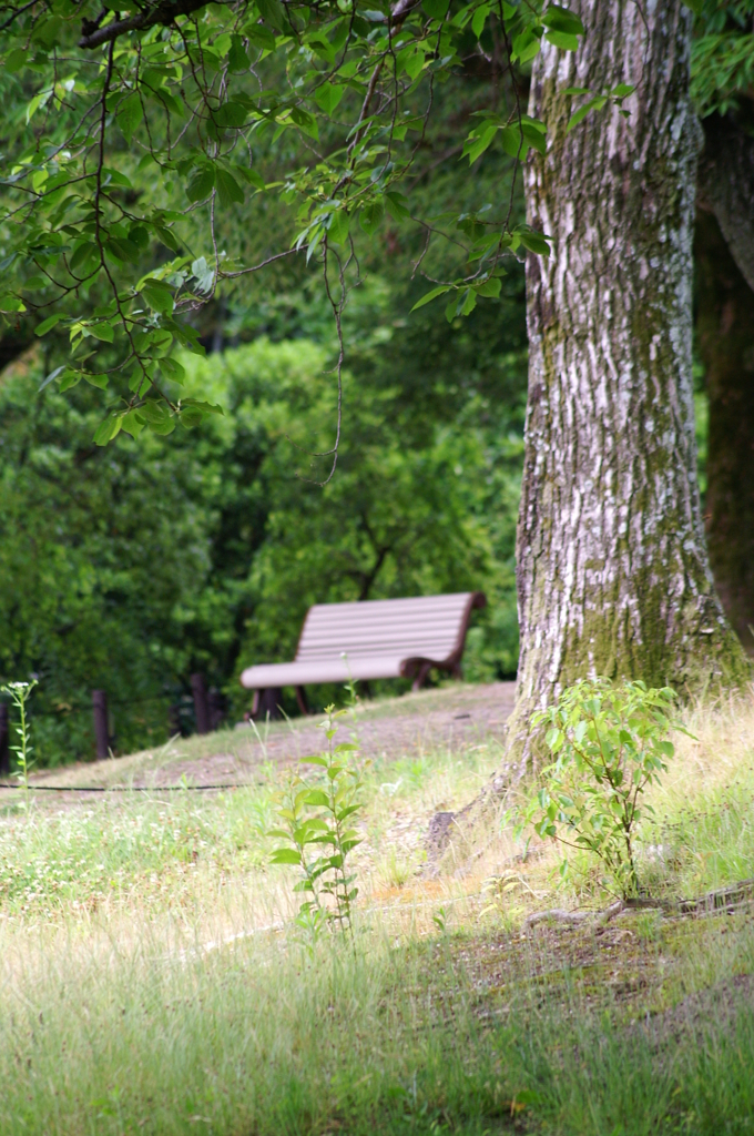 ベンチのある風景